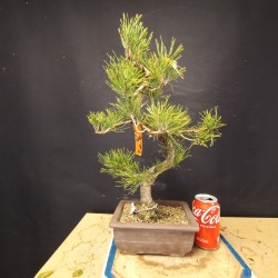 Pinus Tumbergii 3