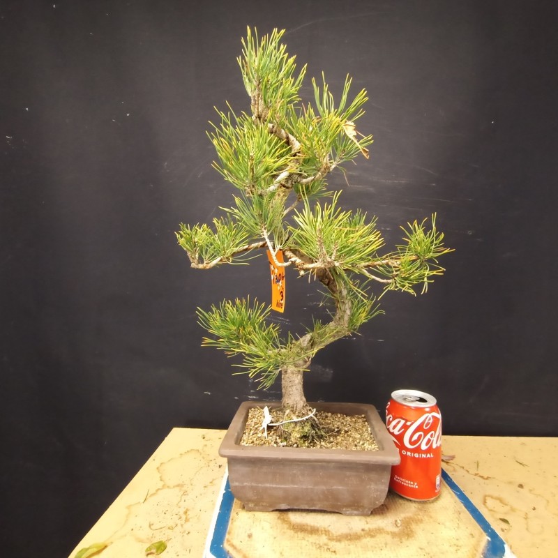 Pinus Tumbergii 3