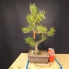 Pinus Tumbergii 3