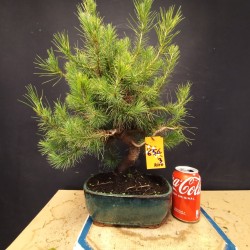 Pinus Halepensis 3