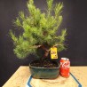 Pinus Halepensis 3