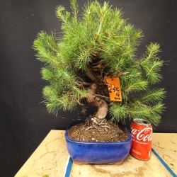 Pinus Halepensis 4