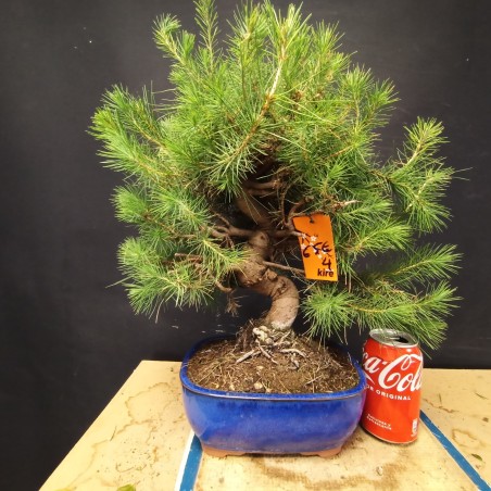 Pinus Halepensis 4