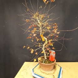 Acer Palmatum Deshojo 1