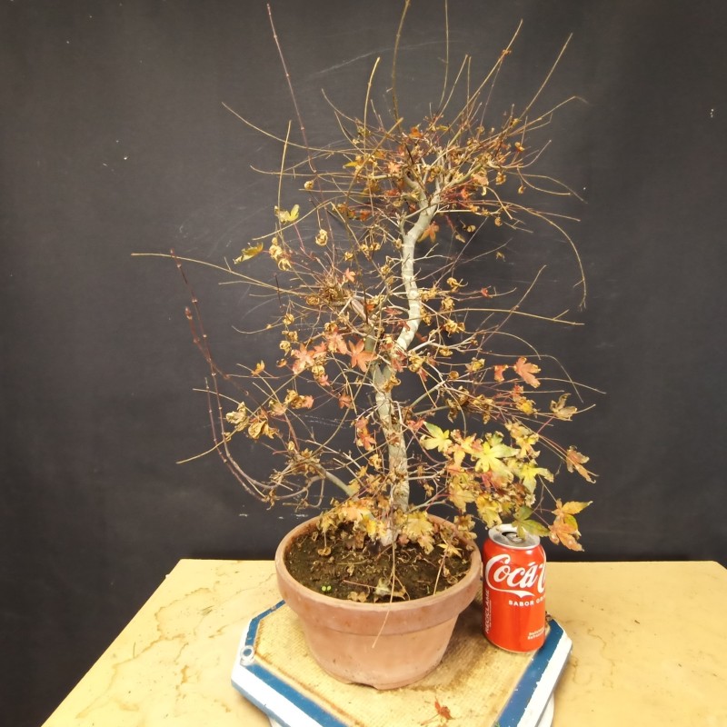 Acer Palmatum Deshojo 2