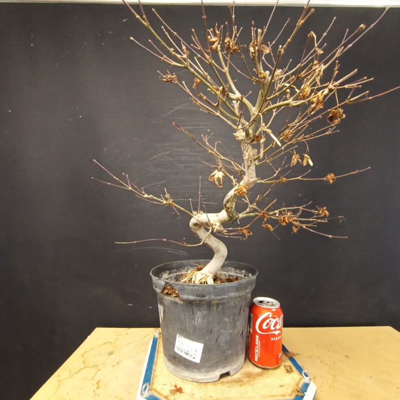 Acer Palmatum atropurpurea 1