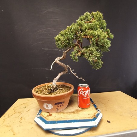 Juniperus Procumbens Nana 3