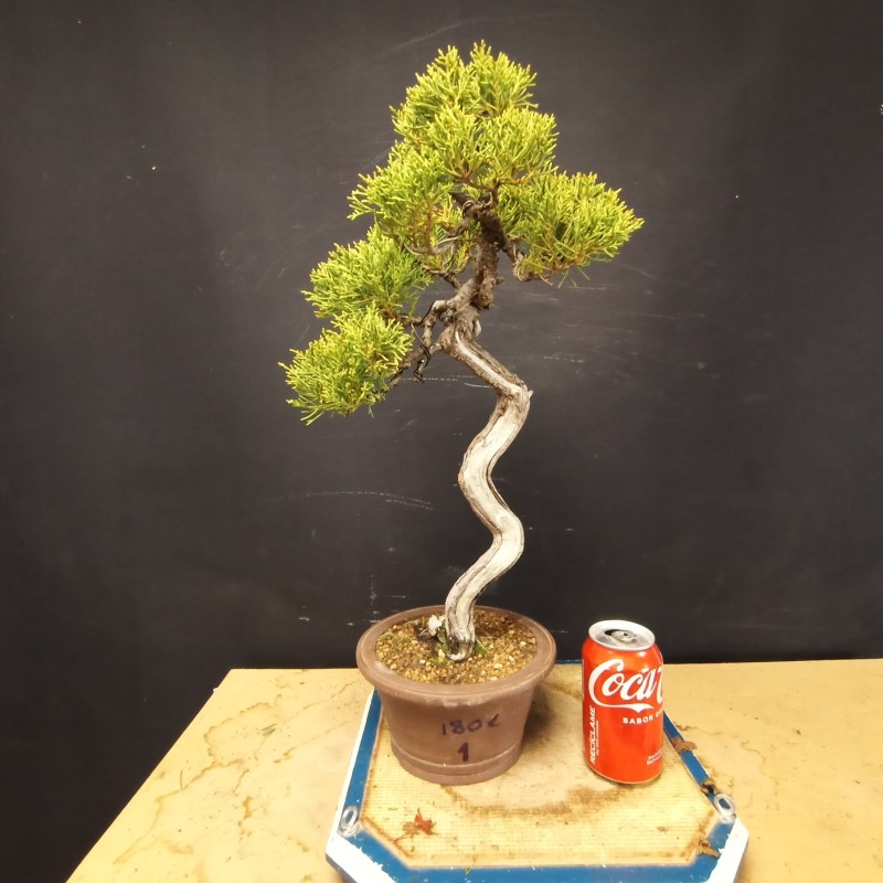 Juniperus Chinensis 1