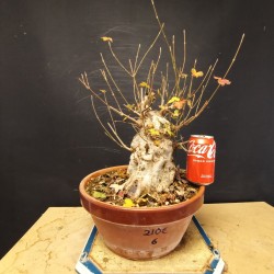 Acer Buerguerianum 6