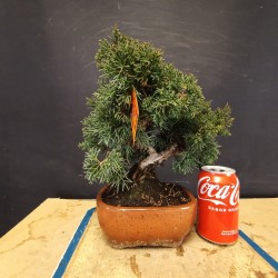 juniperus chinensis kishu 2