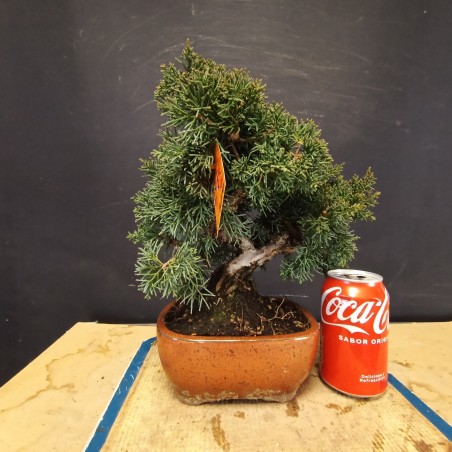 juniperus chinensis kishu 2