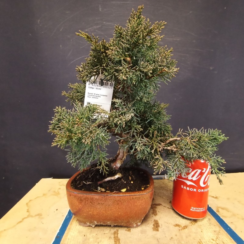 juniperus chinensis kishu 3