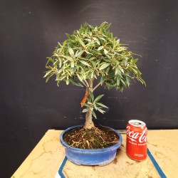 Ficus Nerifolia 1