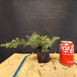 Juniperus Schlager planton (se envia uno al azar)