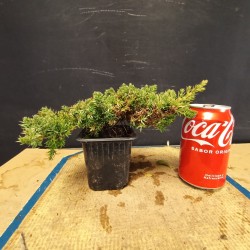 Juniperus Procumbens nana planton (se envia uno al azar)