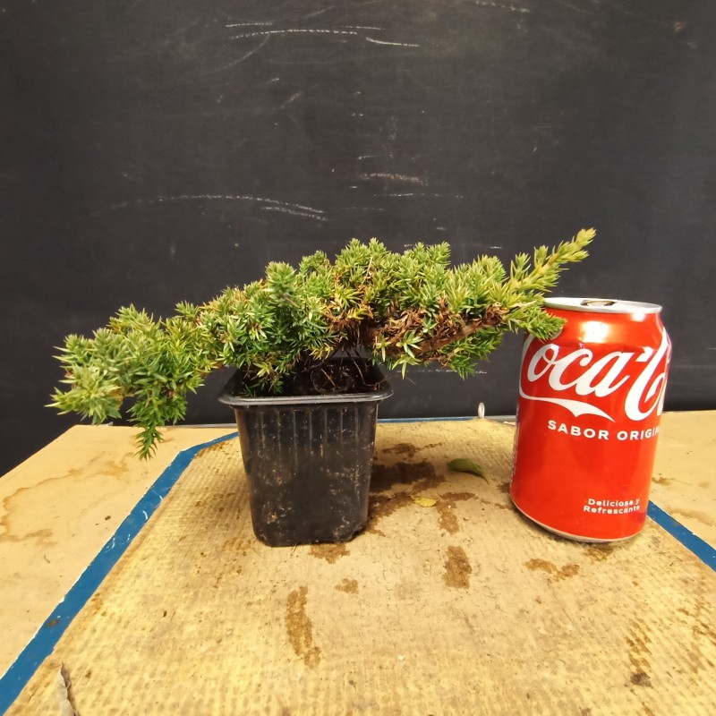 Juniperus Procumbens nana planton (se envia uno al azar)