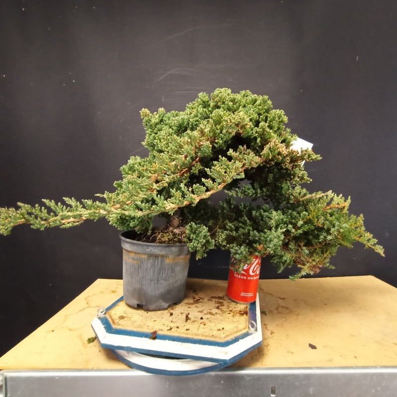 Juniperus Procumbens Nana 2