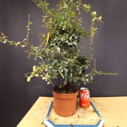 Piracanta fruto amarillo (se envia una al azar)