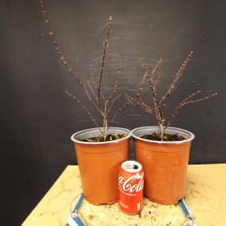 Acer Palmatum (se envia uno al azar)