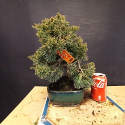 juniperus chinensis kishu 4