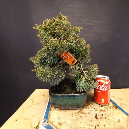 juniperus chinensis kishu 4