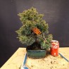 juniperus chinensis kishu 4