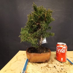 juniperus chinensis kishu 5
