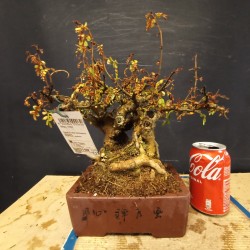 Zanthoxylum Piperitum 1