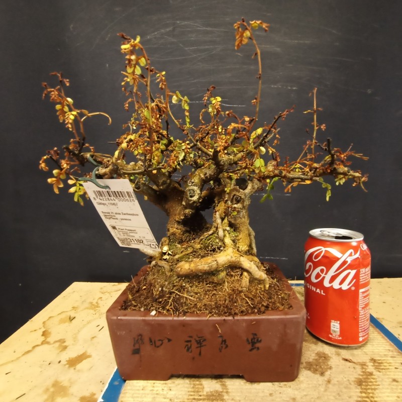 Zanthoxylum Piperitum 1