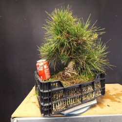 Pinus Tumbergii 2