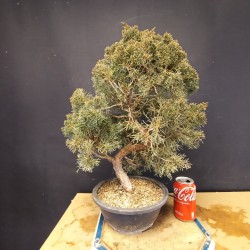 juniperus chinensis kishu 2