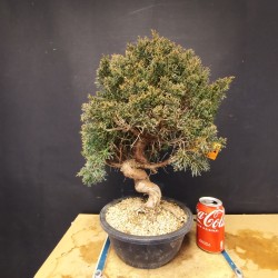 juniperus chinensis kishu 4
