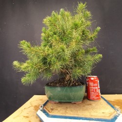 Pinus Halepensis 2