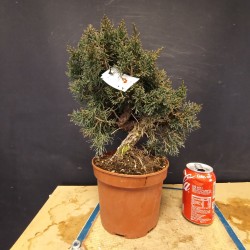 juniperus chinensis kishu 5