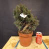 juniperus chinensis kishu 5