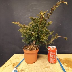 juniperus chinensis kishu 6