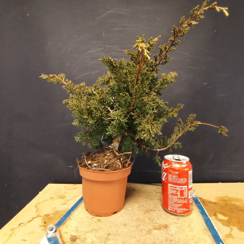 juniperus chinensis kishu 6