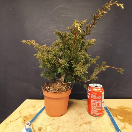 juniperus chinensis kishu 6