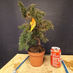 juniperus chinensis kishu 7