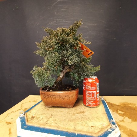juniperus chinensis kishu 8