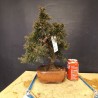juniperus chinensis kishu 9