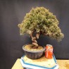 juniperus chinensis kishu 5
