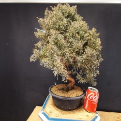 juniperus chinensis kishu 4
