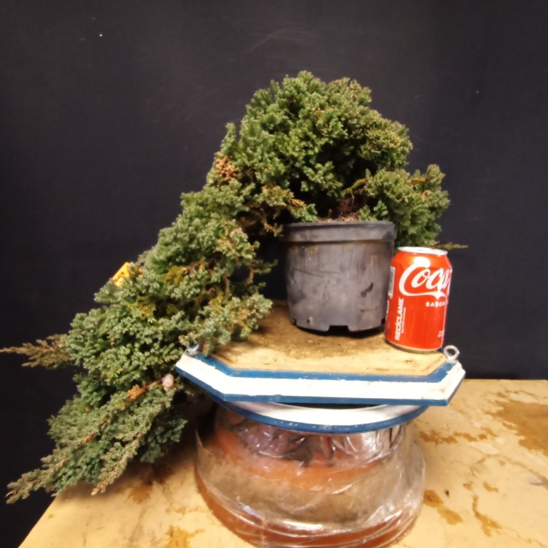 Juniperus Procumbens Nana 1