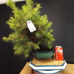 Pinus Halepensis 1