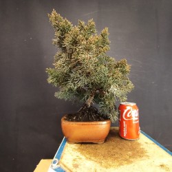 juniperus chinensis kishu 6