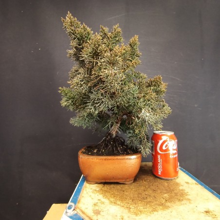 juniperus chinensis kishu 6