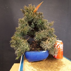 juniperus chinensis kishu 8
