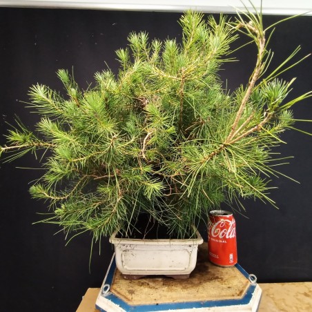Pinus Halepensis 1