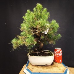 Pinus Halepensis 2